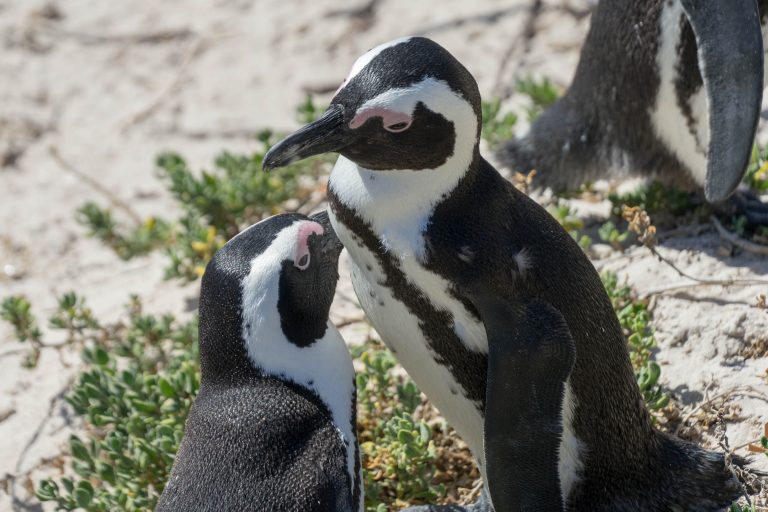 Südafrika Teil 1 · Aufnahme 28 aus unserer Reisegalerie
