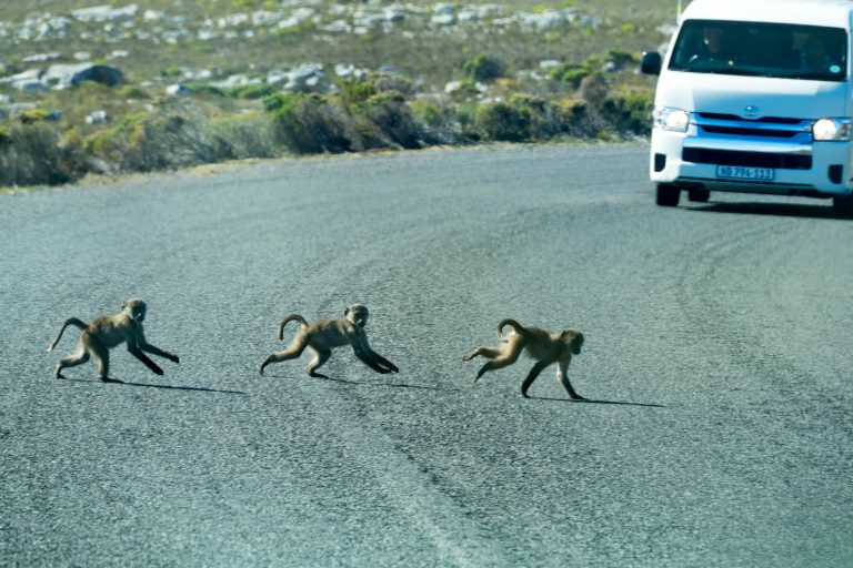 Südafrika Teil 1 · Aufnahme 36 aus unserer Reisegalerie