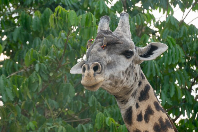 Sambia · Aufnahme 19 aus unserer Reisegalerie